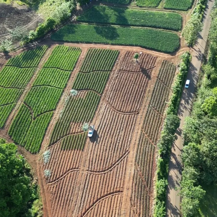 Aerial view of staggered MD-2 pineapple planting blocks at the La Chorrera farm