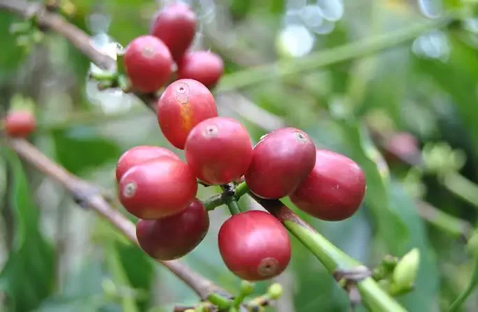 Green Coffee Supplier & Exporter