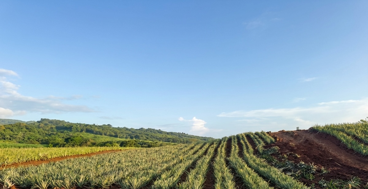 Morning rows of MD-2 pineapple in Dulce Tropical fields in Panama