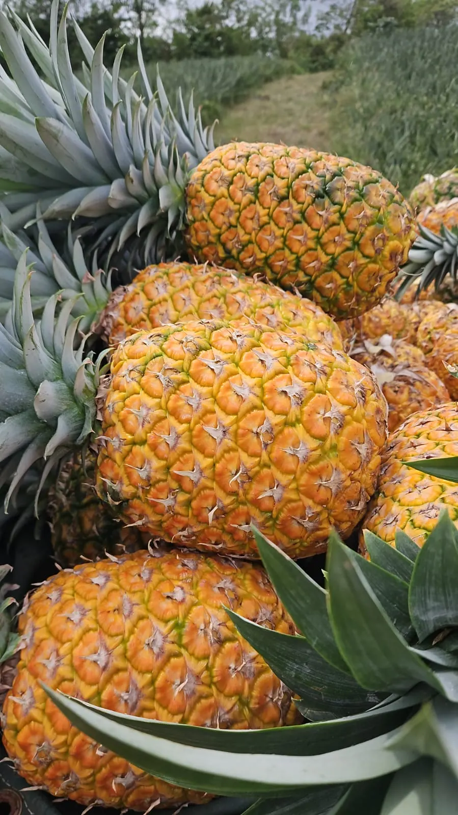 Freshly harvested MD-2 pineapples in a field bin